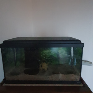 Aquarium debutant