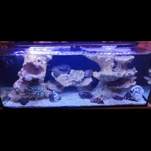 100L recifal