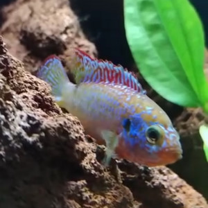 100L spécifique couple Hemichromis Lifalili