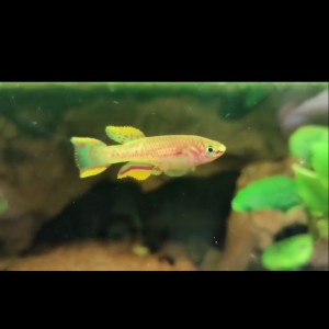 30L spécifique trio de killies