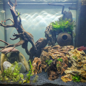 Aquarium cichlides grand