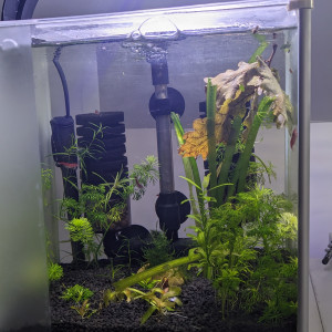 Aquarium red cherry