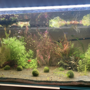 Biotope marais Sud est Asie