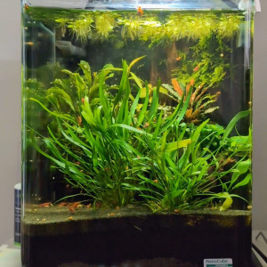 Nano 20l