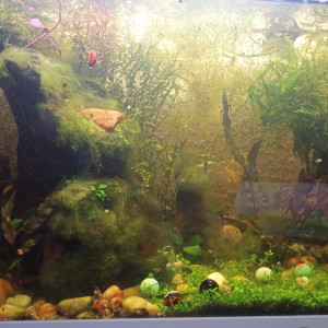 aquarium