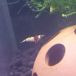 Crystal Red pure red line