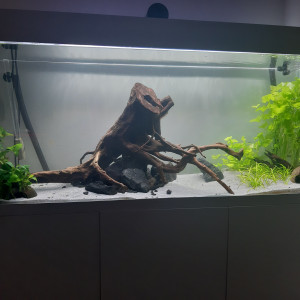 Aquarium 240l Aquael Optiwhite Super Green Jade et ancistrus snow white long fin