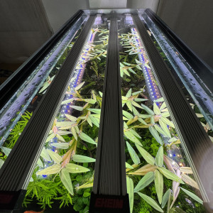 Publication de Rasbora34