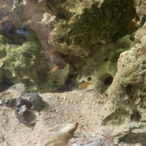 Neolamprologus Leleupi juvéniles a vendre