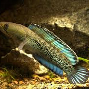 Channa stewartii