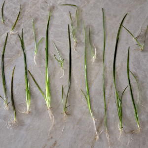 Brins de Vallisneria Americana Gigantae