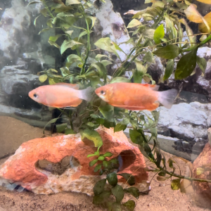 20 gallons