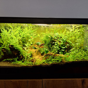 54 litres fundulopanchax nigerianus