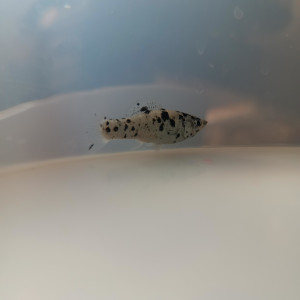 Poisson triste
