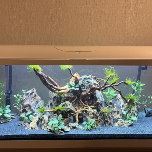 First aquarium
