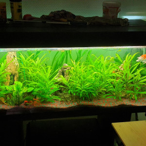 Poissons rouges 250L