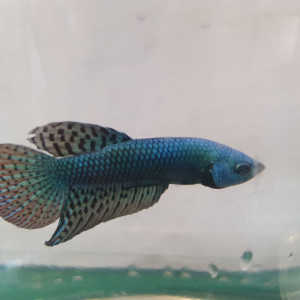 Betta alien green