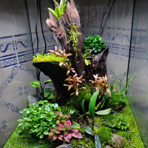 Terrarium crabe vampire