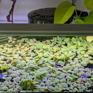 MAJ 27/07/24 : Phyllanthus fluitans, tradescantia