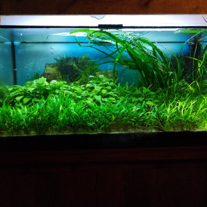 Aquarium