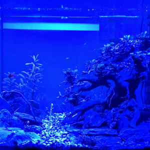 Bonsai 2.0