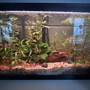 Petit Betta
