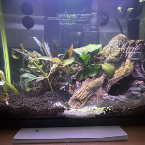 Petit betta 2