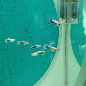 Guppys Males
