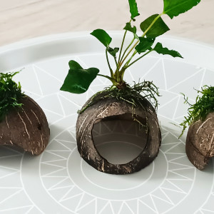 Noix percées avec mousse de java ou mini anubia