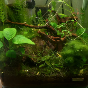 Publication de aquario