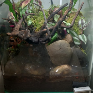 Publication de aquario