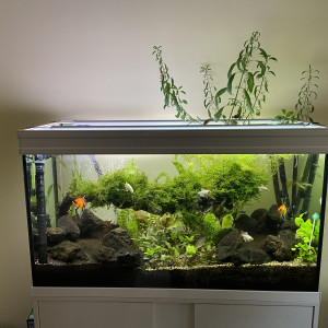 240L Amazonien