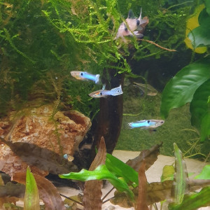 Guppy endler: Poecilia-wingei et blue japan
