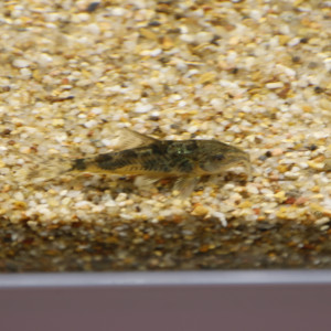 corydoras paleatus