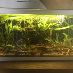 Betta Slendens Crowntail