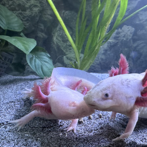 Axolotl