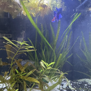 petit aquarium