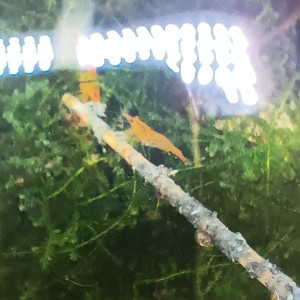 crevettes oranges