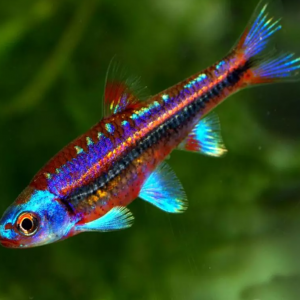 Notropis chrosomus