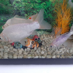 Poisson blanc