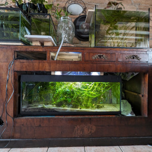 Guppy endler 120L