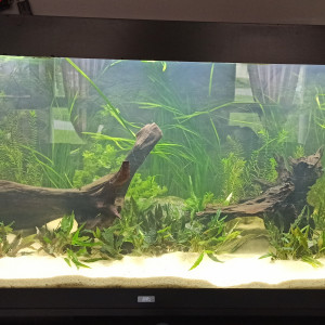 Bac 360L Biotope Asie