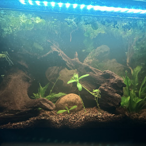 15 gallons naturel