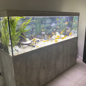 Aquarium cichlidés