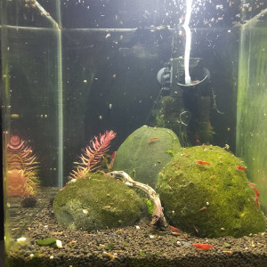 Shrimp 30L
