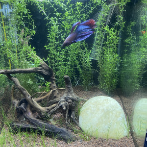 Amtra 20L