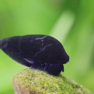 Melanopsis buccinoidea sp. "Purple Haze"
