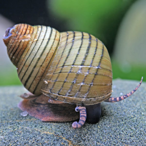 Filopaludina  polygramma