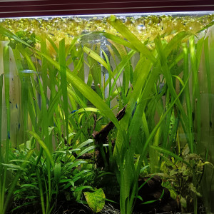 Crevette Neocaridina blue velvet