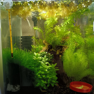 Publication de Shrimp59940